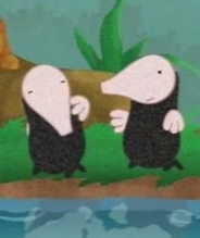 鼹鼠姐妹看世界